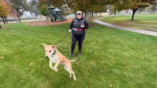 Sammy- 6 Month Old Lab/ GSD/ Malinois/ Pit Mix- 2 Week Board and Train by Off Leash K9 Boise 52 views 2 weeks ago 8 minutes, 20 seconds