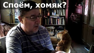 Подмосковные вечера на эсперанто с хомяком-повторюшкой