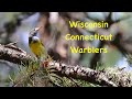Connecticut Warblers in Wisconsin 2022 -- With Complex Song!