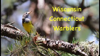 Connecticut Warblers in Wisconsin 2022 -- With Complex Song!