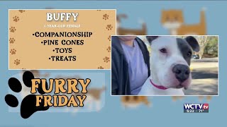 Furry Friday - Meet Buffy
