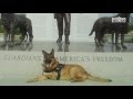 PDSA Dickin Medal for War Hero Dog Lucca