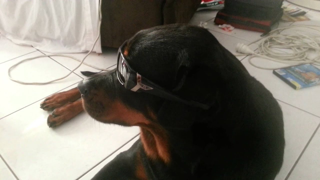 rottweiler with sunglasses
