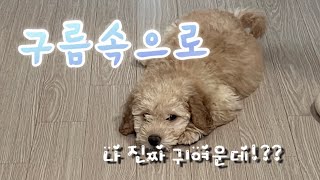 밥이 먹고 싶지만 아빠의 속성 과외에 속이 타는 아기강아지의 반응 by 구름속으로 241 views 1 month ago 38 seconds