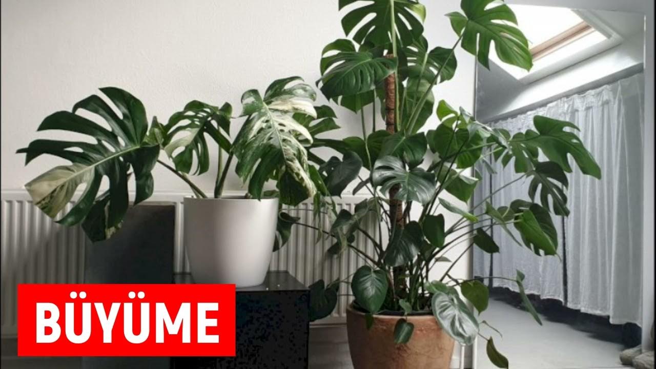 монстера в интерьере дома