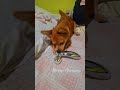 Found a new toy to munch 😂🐶 #chihuahuapuppy #thedestroyer #sillydoggo #happypuppy