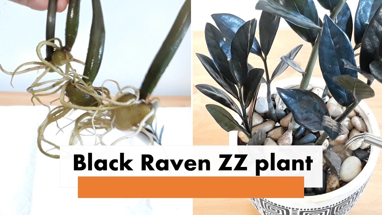 ZZ Plant Black Raven Propagation In Water How To Grow In Water From ZZ Plant Black Raven Propagation In Water How To Grow In Water From