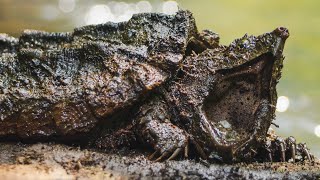 Finding A Hidden Alligator Snapping Turtle Amazing Camouflage