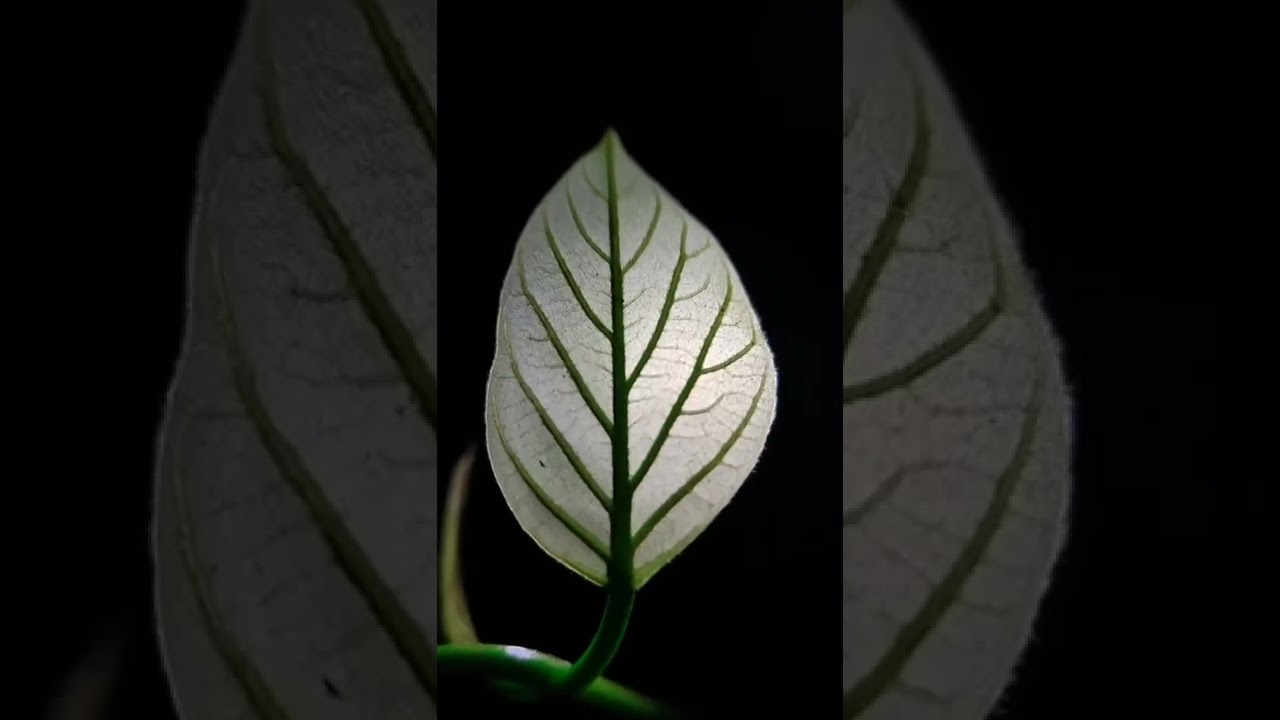 Lighting photography | Dude |