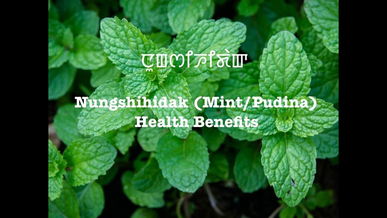 Nungshihidak (Mint/Pudina): Health Benfits: ꯅꯨꯡꯁꯤꯍꯤꯗꯥꯛ