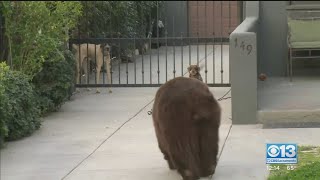 Bear Roams Southern California Neighborhood