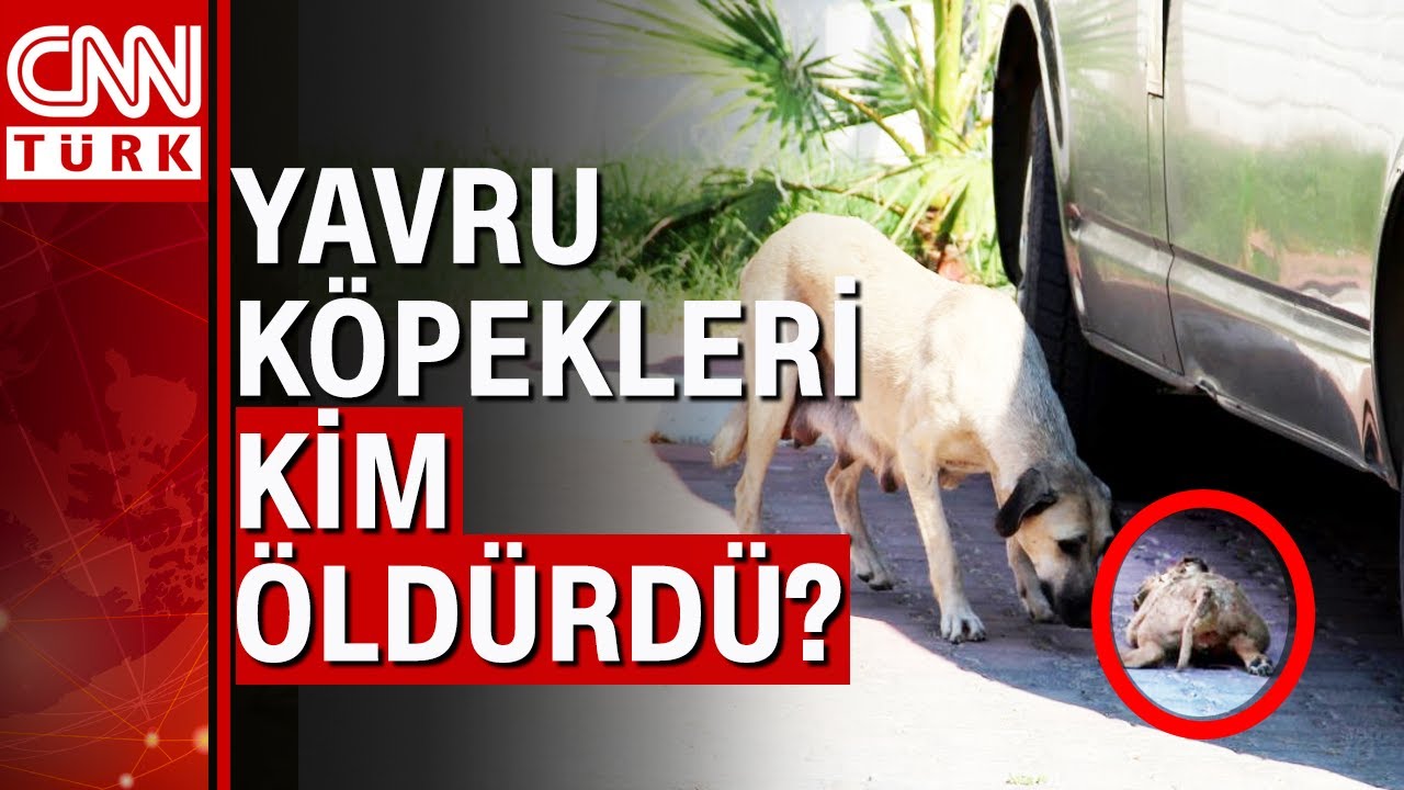 5 Yavru Kopek Eziyet Edilerek Olduruldu Youtube