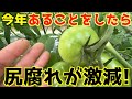 【大玉トマト】こうすれば尻腐れは激減する。やること5選