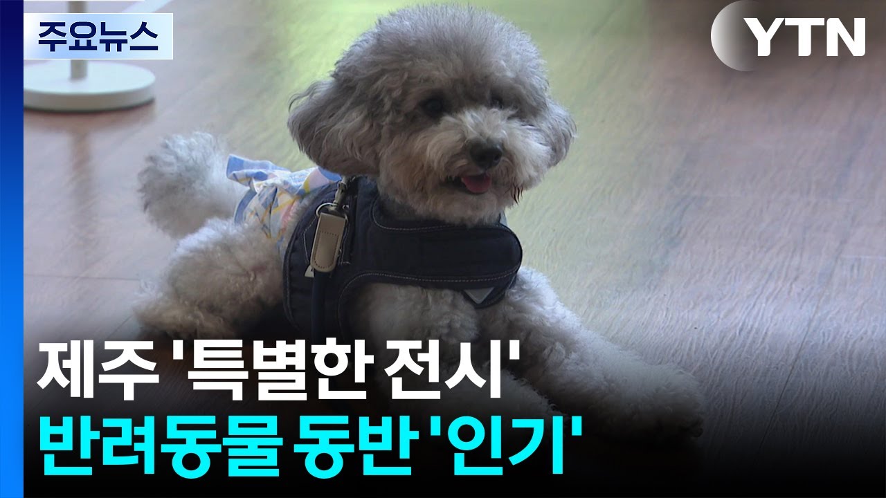 "색달라요"...제주 미술관 반려동물 동반 프로그램 인기 / YTN