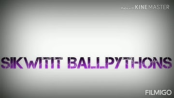 Ultramel Ball Python Project Part 2 #ballpythons #viral #reptiles