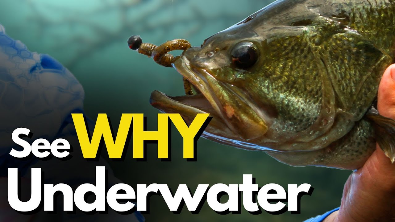 #1 Question Every Angler Needs to Ask for Finding Bass (Underwater Look)