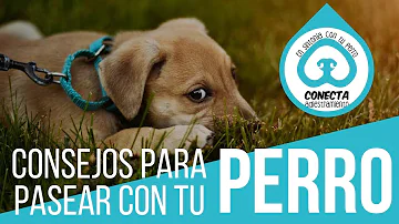 ¿Es suficiente un paseo de 30 minutos para un perro?