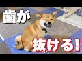 豆柴富の歯が抜けました!歯のグラグラが気になってて可愛いww