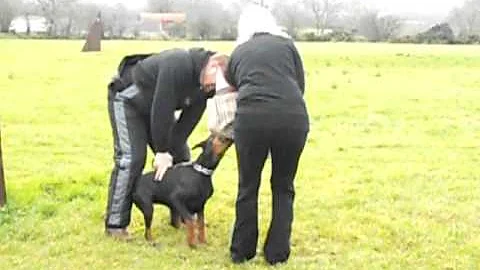 bellevue dobermans Helen  Priest working zara
