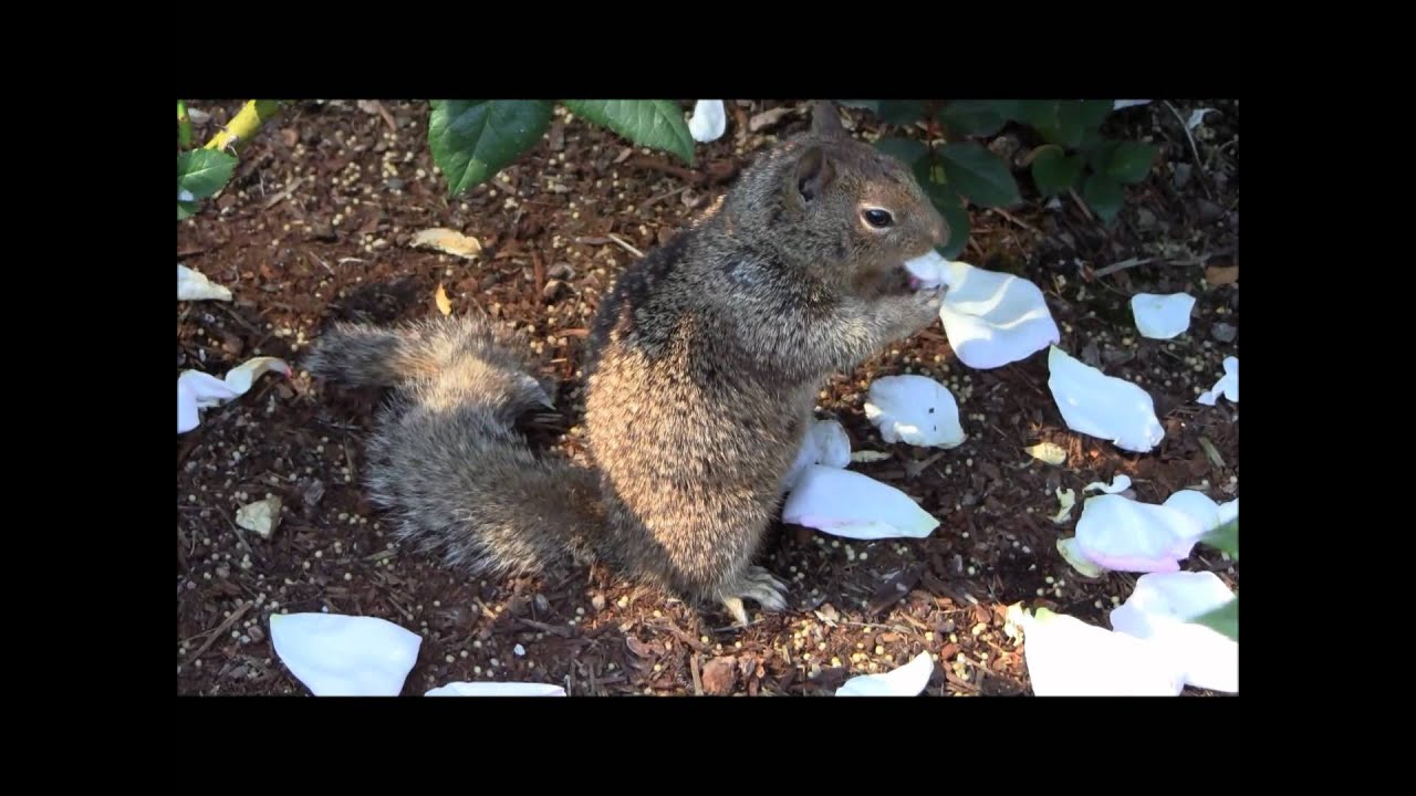 Squirrel Eating Rose Petals at Portland Rose Garden YouTube