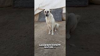 GİDECEĞİMİ HİSSETTİ Mİ SİZCE?? #shorts #kangal