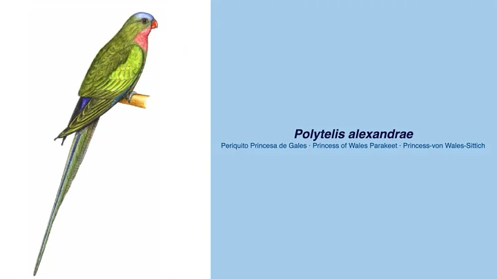 Video Encyclopedia of Parrot Species - #105 Polyte...