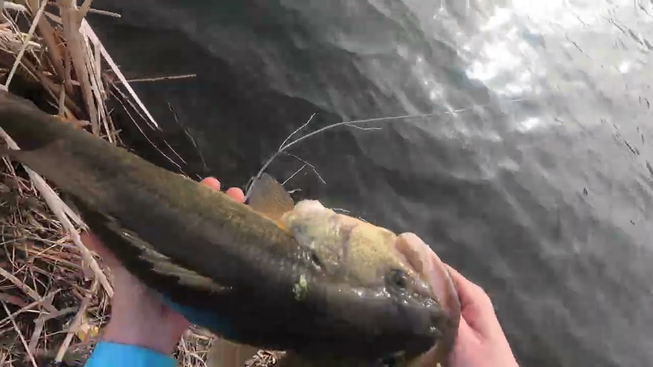 Early Spring Big Bass