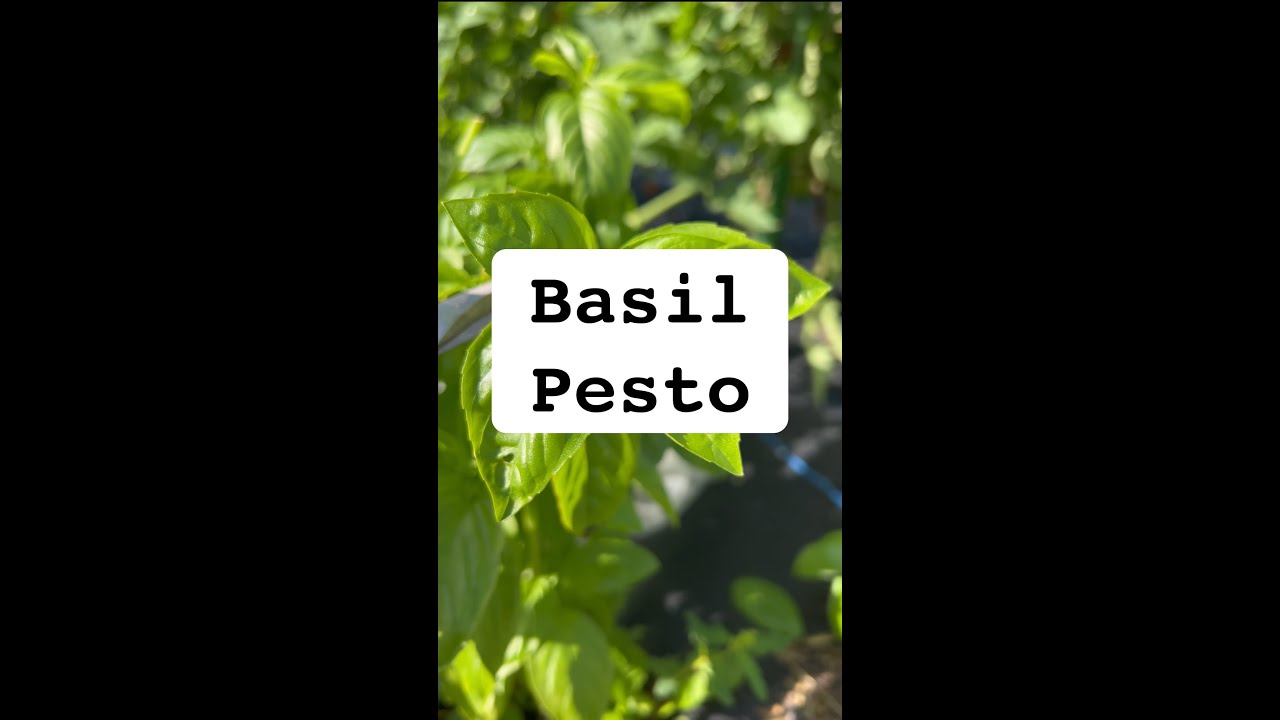 Garden Fresh Basil Pesto Recipe YouTube