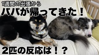 【帰宅】お祭り騒ぎでお出迎えしてくれる犬たち。 by サスケん家 536 views 2 months ago 2 minutes, 15 seconds