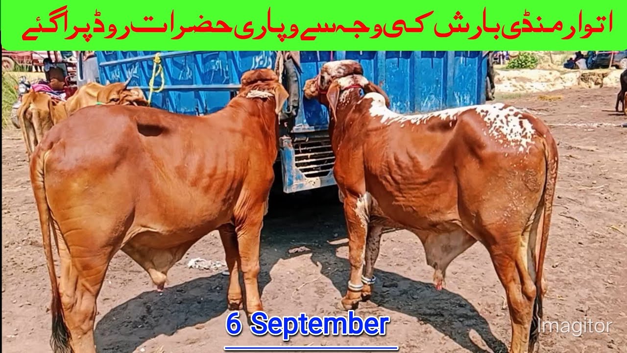 Atwar mandi  Punjab City Haroonabad ki famous mandi Heavyweight Color Print bachday new fresh rate