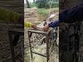 Cutting cassava stems