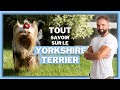 Le yorkshire terrier  race de chien 