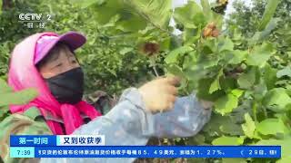 [第一时间]又到收获季 内蒙古呼伦贝尔：44万亩榛子迎来丰收| 财经风云