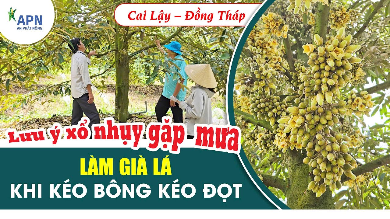 APN - LÀM GIÀ LÁ KHI KÉO BÔNG KÉO ĐỌT | CÁCH XỬ LÝ KHI XỔ NHỤY GẶP MƯA