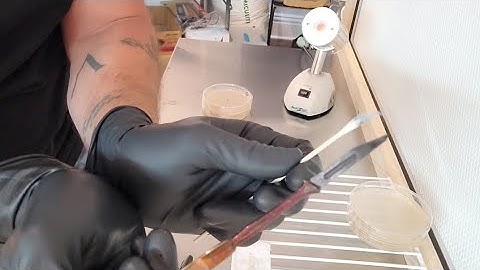 How to use a spore swab for home mushroom cultivation.