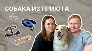 Шелби нашел Дом. Мы взяли собаку из приюта Дубовая Роща