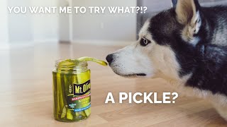 ASMR Dog Reviews Pickles | Husky Tries a pickle for the first time