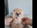 Realistic toy Maltipoo puppy Cookie