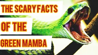 The intresting and wonderful facts of the green mamba #greenmamba #wild #snakes