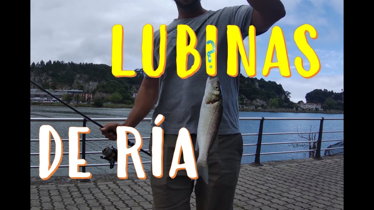 PESCA a SPINNING en la RÍA🌲 EFECTIVO PASEANTE LUBINERO en ASTURIAS y CANTABRIA🌧 - JORNADA de VERANO