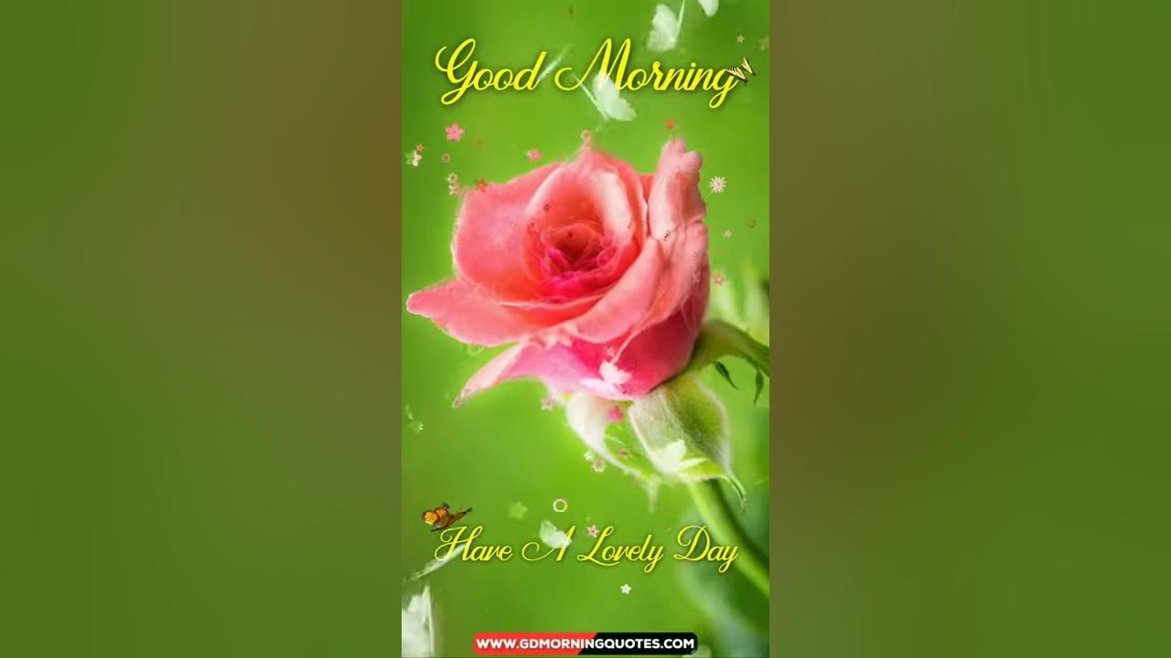Amazing Good Morning Rose Flower WhatsApp Status video YouTube