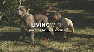 ALL ABOUT LIVING WITH OLDE BULLDOGGES