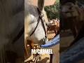 Mount Carmel Horses: Mood - Saddled up