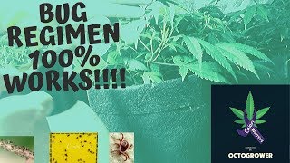 Octopots for Beginners ( Bug Prevention Must See!!!!) By Octogrower