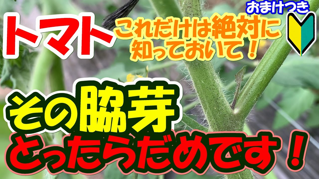 【家庭菜園】これだけは必ず知っておいてください。脇芽とりで今後のトマトの成長が大きく変わります【トマト】【初心者】