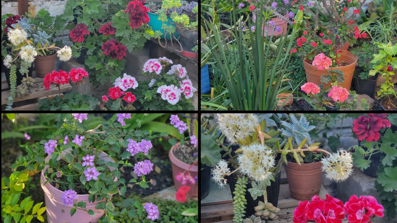 Parte 2 Los hermosos colores que iluminan mi jardín 