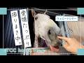 愛嬌たっぷりトリオの穏やかな日常🐴🌿|TCCホースVlog