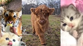 Cute and Funny Animals Compilation | Tiktok Compilation