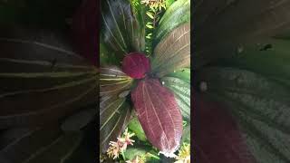 Эхинодорус Красный Жемчуг (Echinodorus Hadi Red Pearl) #aquarium #aquaplant #аквариумистика
