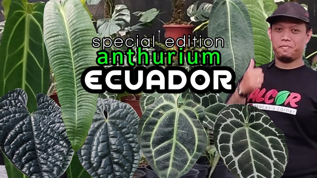 cek berbagai jenis ANTHURIUM ECUADOR ORI dan jenis ANTHURIUM  LAINNYA di YS NURSERY